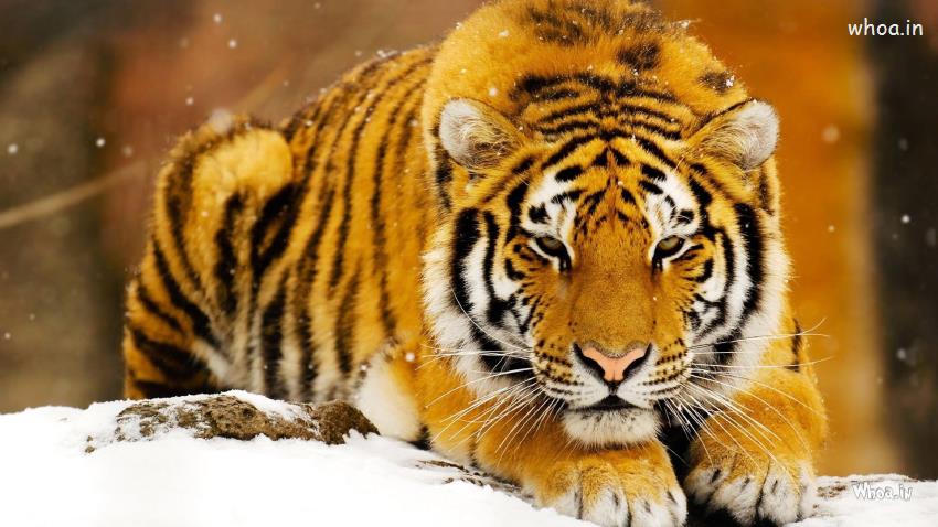 Siberian Tiger In Snow HD Desktop Wallpaper