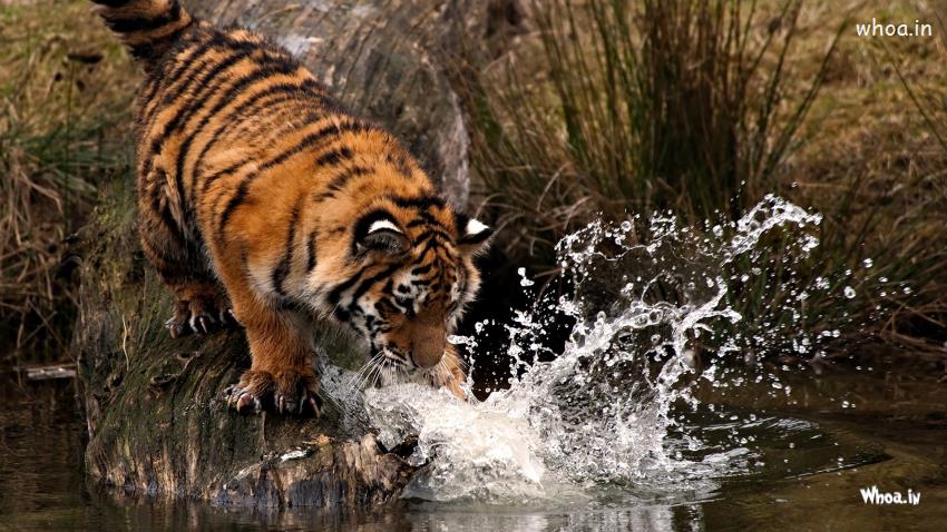 Tiger Playing With Water Wallpaper HD