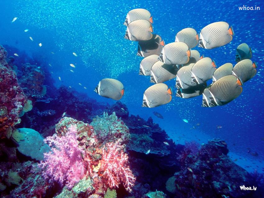 Underwater Animals Wallpapers