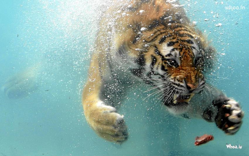 Tiger Photoshoot In The Water