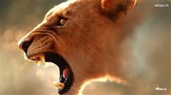 The Lion Wild Face HD Wallpaper