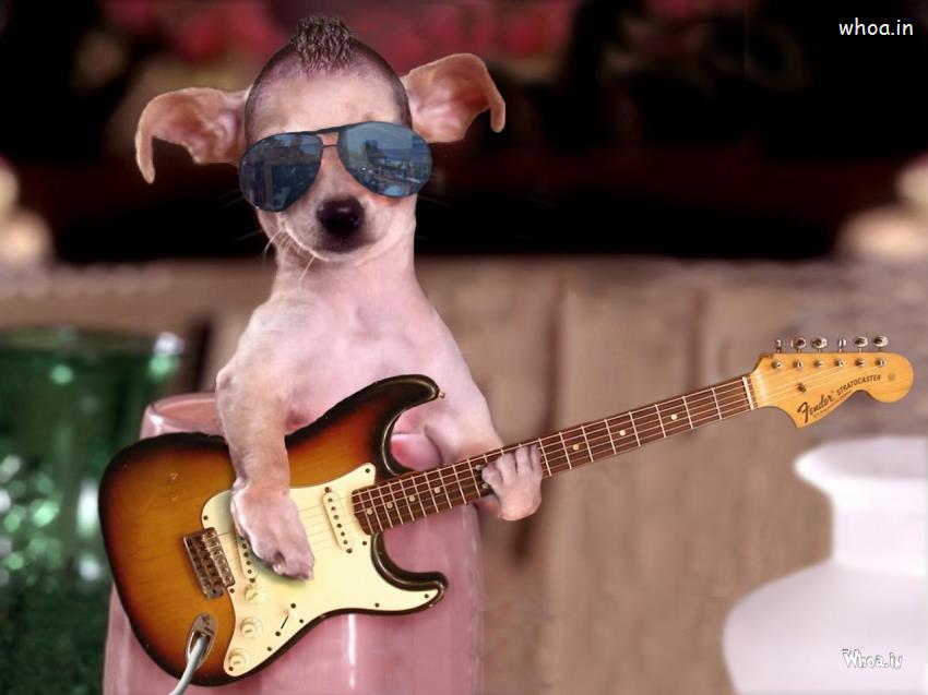 Cute Puppy Play Cool Guitar HD Funny Wallpaper