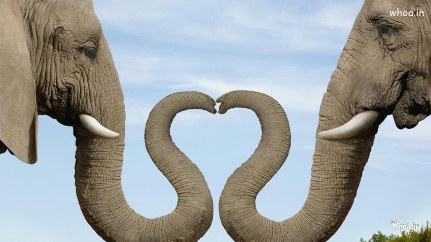Elephant Couple Create Heart Shape By Nose HD Love Wallpaper