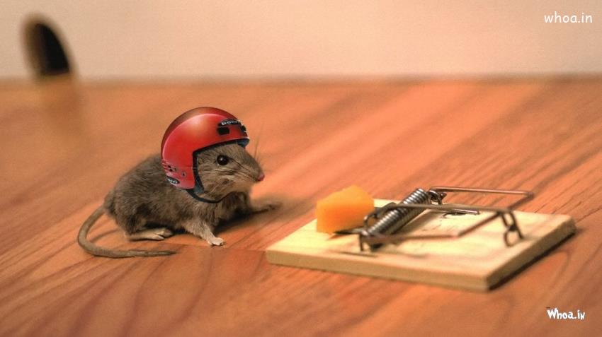 Funny Mouse Wear Helmet HD Wallpaper