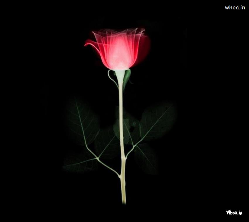 Red Rose With Dark Background HD Wallpaper
