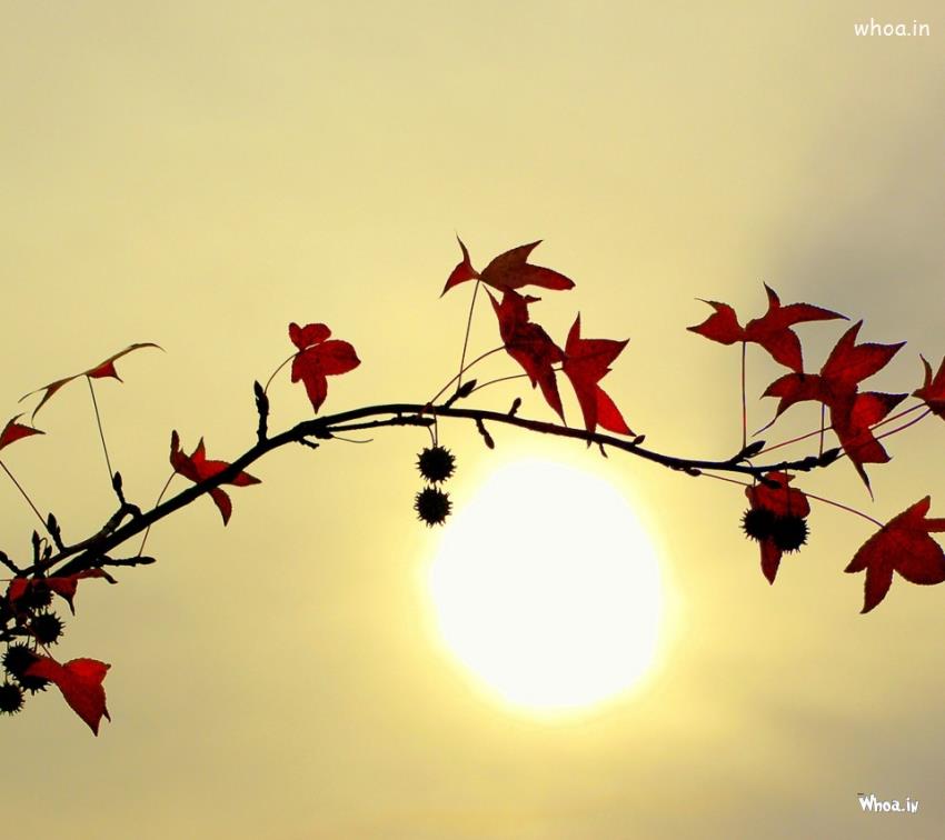 Sunrise With Tree Leaf HD Wallpaper For Mobile