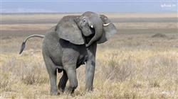  Best Elephant Wallpaper - HD Elephant Pictures & 