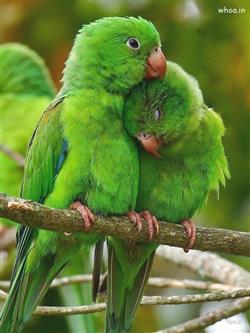 Best parrot photography 