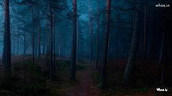 Dark Background Forest Trees With Fog Green Plants
