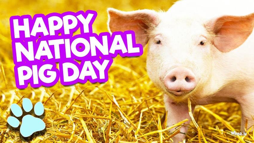 Happy Pig Day 1St March International Pig Day #2 Pigs Wallpaper