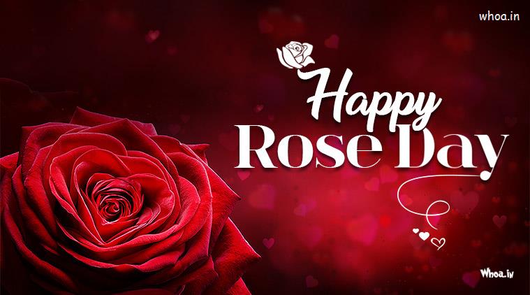 Happy Rose Day 7Th February Valentine Week Hd Images Wallpapers #4  Happy-Rose-Day Wallpaper