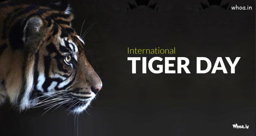 International Tiger Day Wallpaper