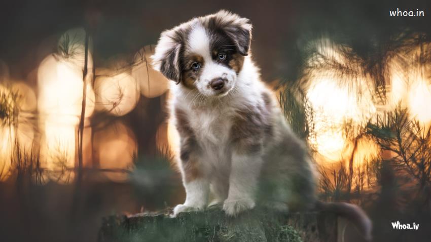 Puppy Dog Is Sitting On Wood Trunk In Blur Bokeh Background