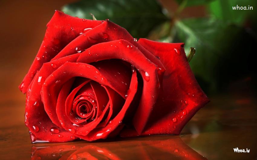 Best Rose Wallpaper Photos -Rose Wallpaper:Free HD Download
