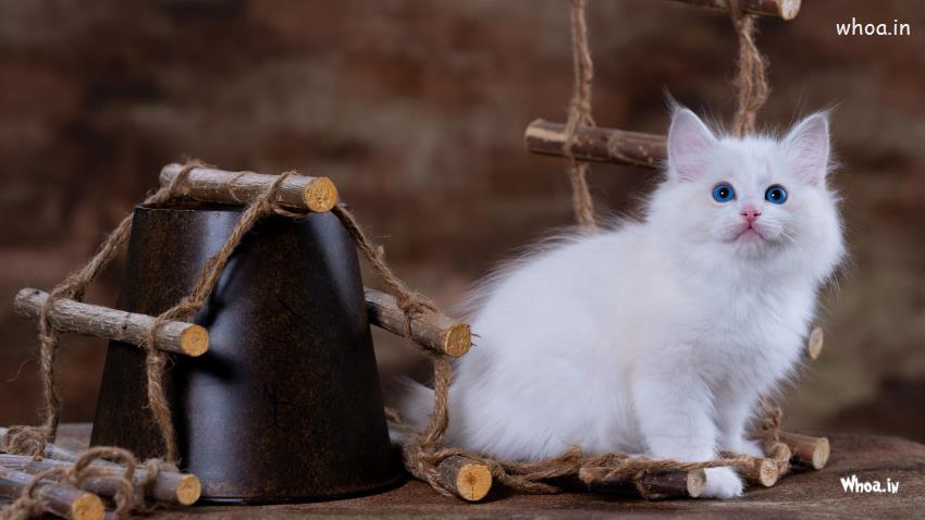 Blue Eyes White Cat Kitten Is Looking Up In Blur Background