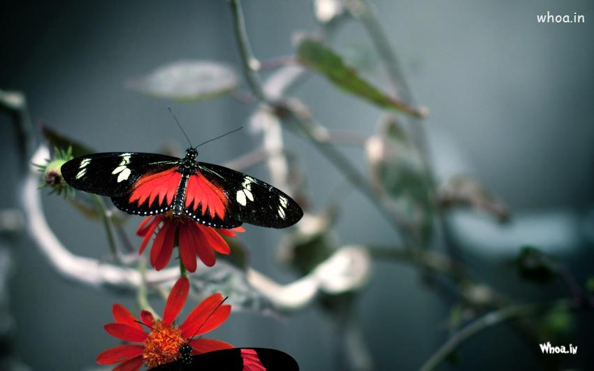 Butterflies Pictures HD Download Free -Free Butterfly Images