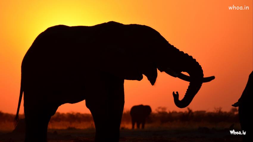 Elephant Is Standing In Silhouette Sky Background Walpaper