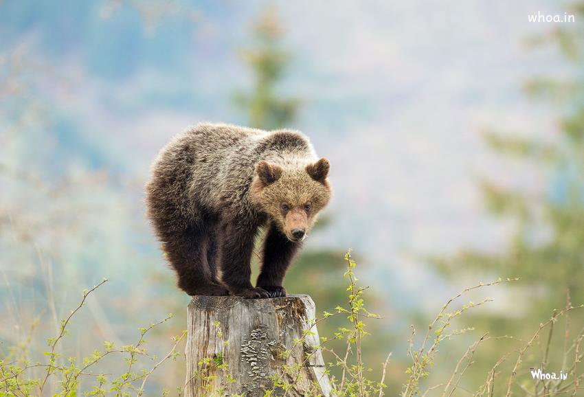  Latest Wild Brown Bear Hdwallpaper,Image,Photo Freedownload