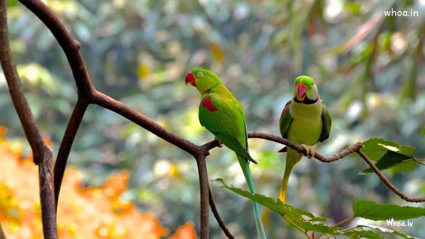 Two Beautiful Green Parrots Are Standing On Tree Background