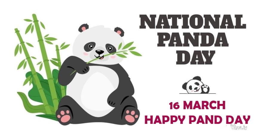 National Panda Day Pictures , Best Panda Mobile Wallpaper