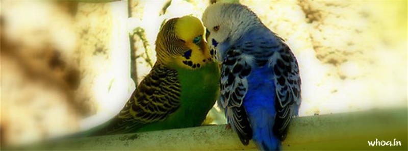 Budgie Bird Couple Facebook Cover