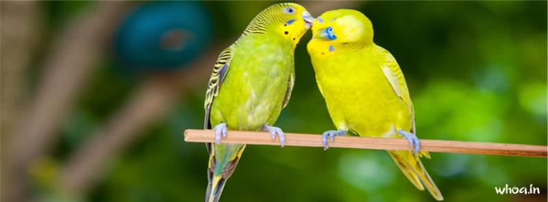 Budgie Couple Facebook Cover