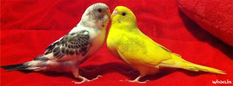Budgies Couple Facebook Cover