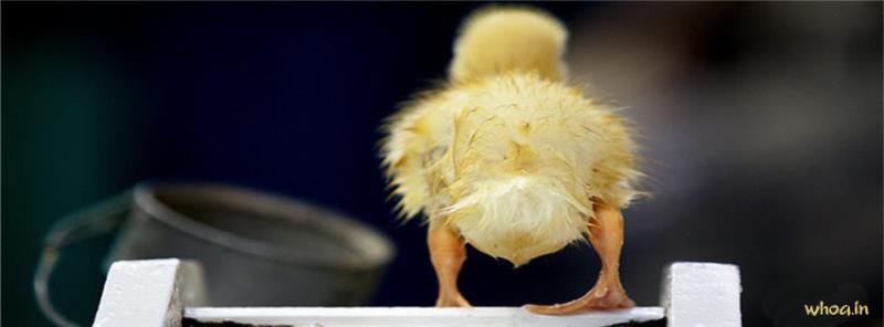 Funny Duck Facebook Cover
