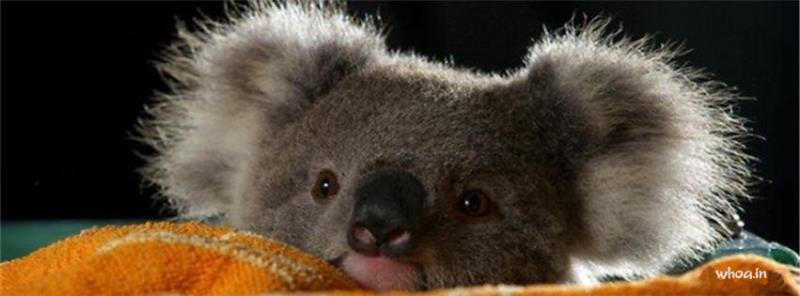 Koala #14 Facebook Cover Picture Size Images