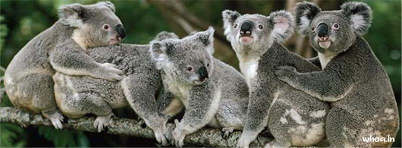 Koala #15 Facebook Cover Picture Size Images