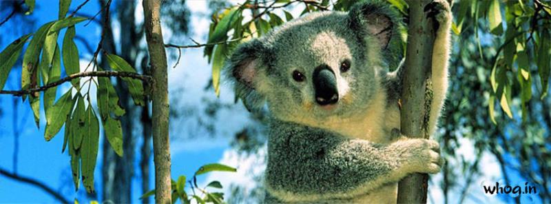 Koala #9 Facebook Cover Picture Size Images