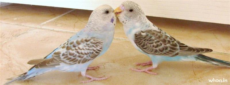 Love Budgies Couple Facebook Cover #1