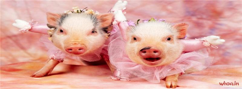 Dancing Pigs With Funny Style Pig Images 