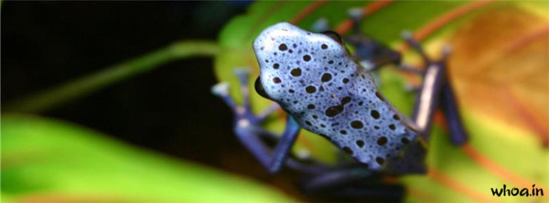 Poison Frog Facebook Cover #1
