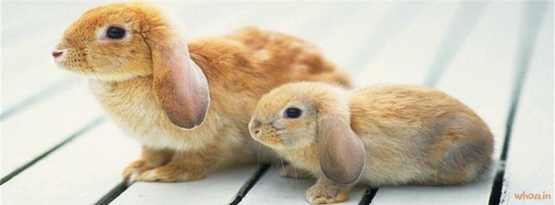 Rabbits #9 Facebook Cover Images