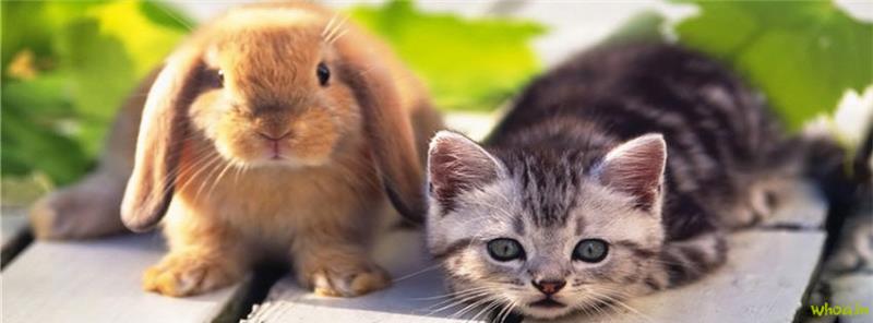 Rabbits #16 Facebook Cover Images