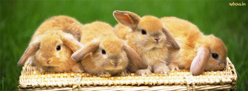 Cute Rabbits #5 Facebook Cover Images