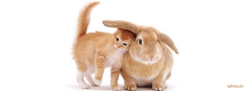 Rabbits And Cat #6 Facebook Cover Images