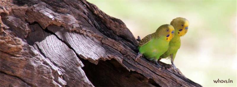 Small Budgies Facebook Cover