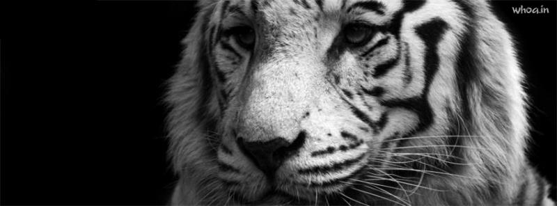 Tiger #6 Facebook Cover Images
