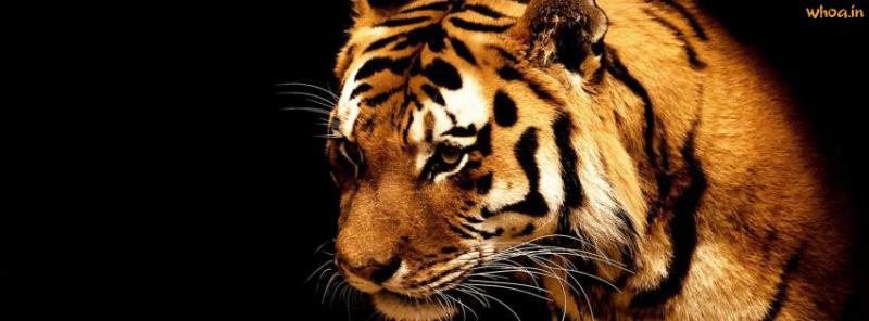 Tiger Facebook Cover Images