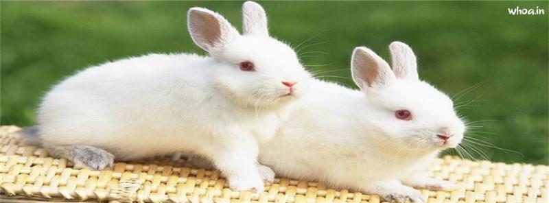 White Rabbits #20 Facebook Cover Images