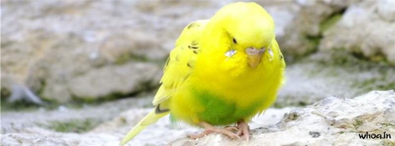 Yellow Budgie Facebook Cover