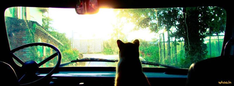 Cat In Car Facebook Cover