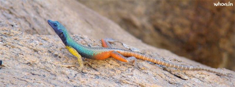 Colorful Lizard Facebook Cover #5