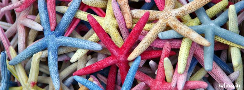 Colorful Star Fish