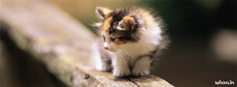Cute Cat Kitten Facebook Cover #5