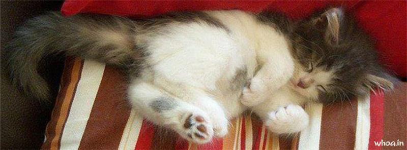 Cute Cat Kitten Facebook Cover