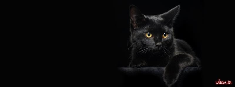 Bacebook Cover For Animal Black Cat For Free Download