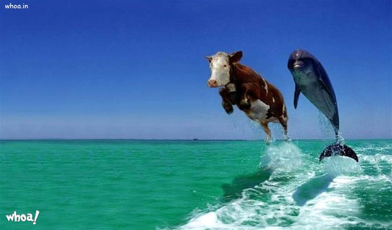 Funny Cow Swim Wallpaper For Desktop 